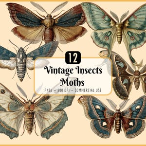 Vintageinsekter: Mal Clipart, Entomologi i lärobokstil, Natur, Pedagogisk hemundervisning (PNG-nedladdning)