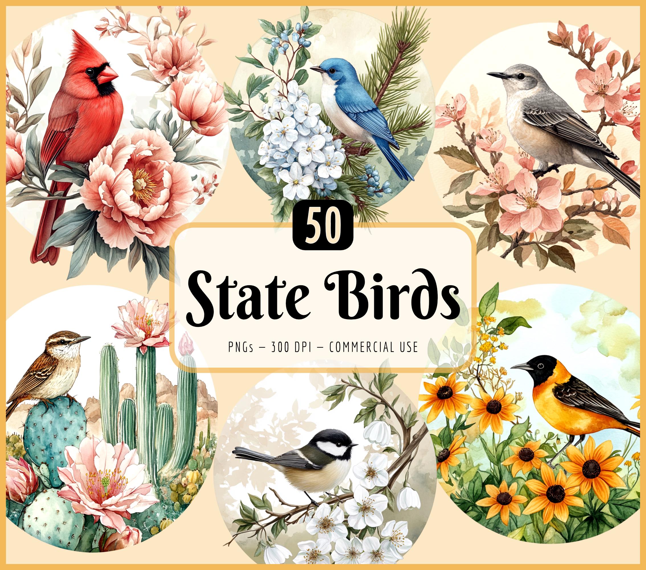 Poster Vintage 36x24 – Oiseaux Des États Américains – State Birds Of The US