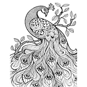 peacock 20 coloring pages instant download