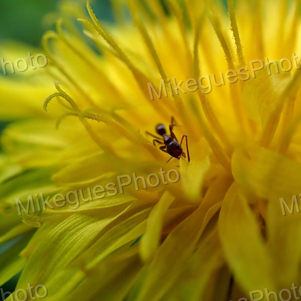 Yellow Flower Ant (Photography Prints)