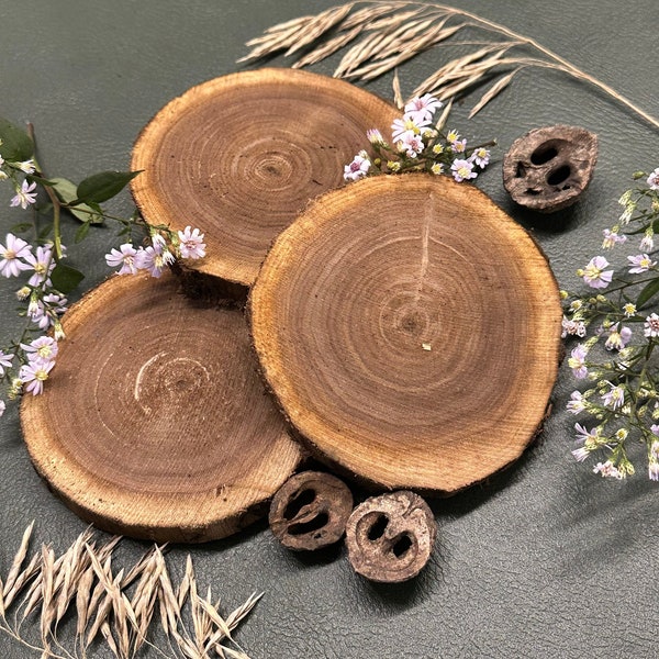 Black Walnut wood slices 4" wide set of 10