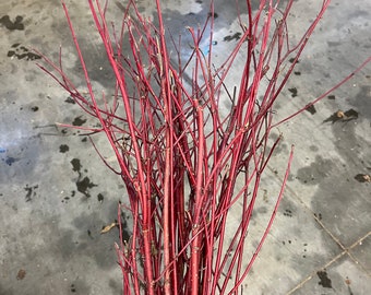 20 Red Dogwood branches 20-40” long