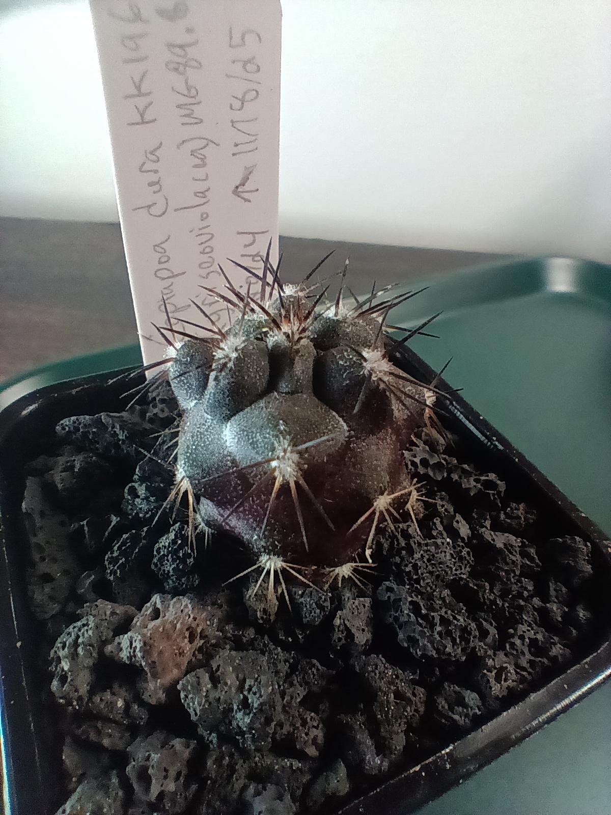 Copiapoa Dura Seedling (griseoviolacea) KK196 - Etsy