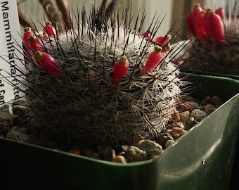 Mammillaria Wrightii 25 Seeds - Etsy