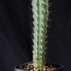 5-7 inch Pilosocereus leucocephalus, aka Pilosocereus palmeri