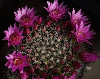 Mammillaria zeilmanniana seeds 25 count
