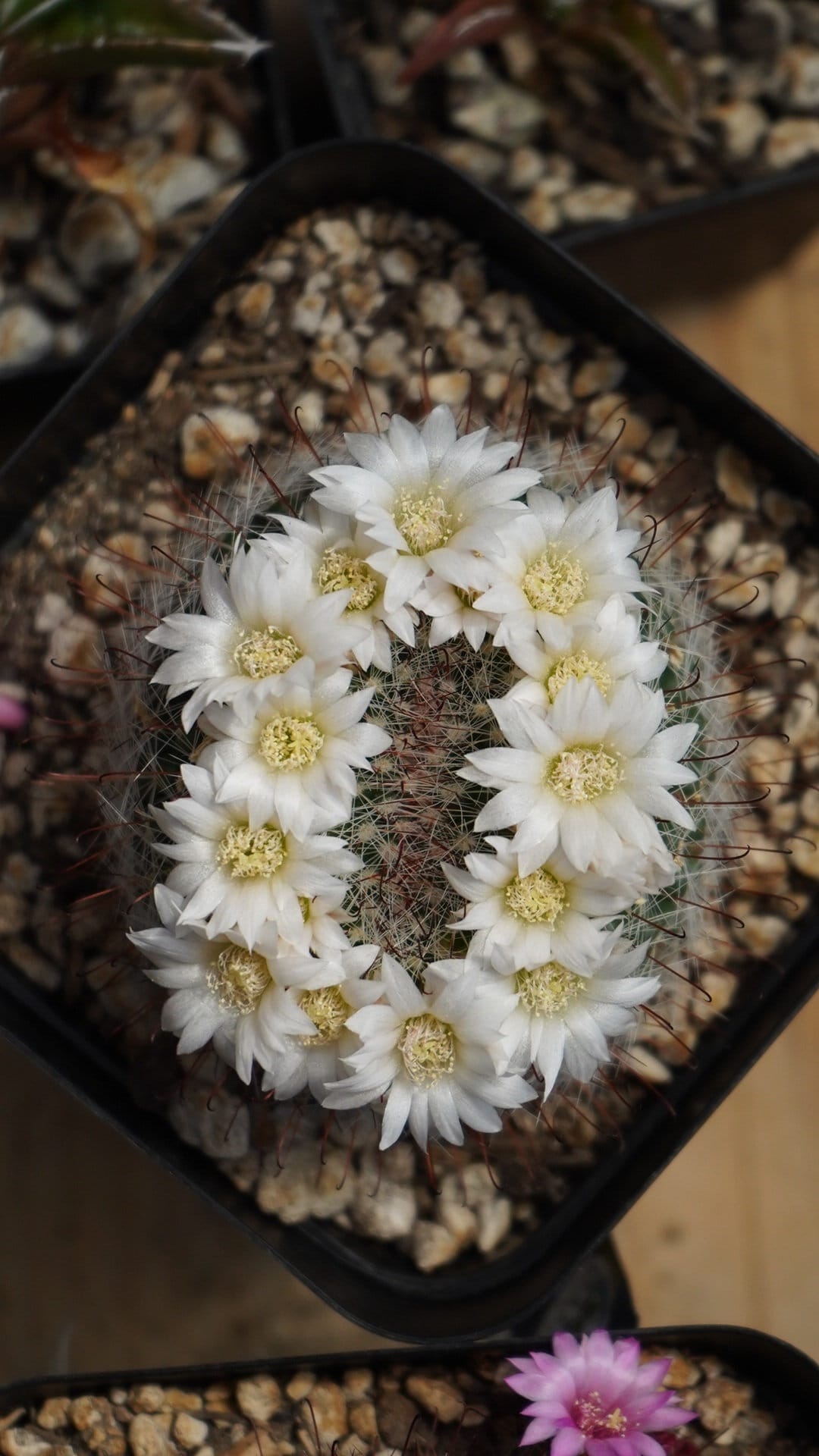 Buy Mammillaria Zeilmanniana V Albiflora Seeds 25 Count Online in India -  Etsy