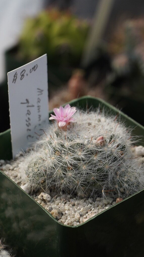 Mammillaria Glassii Seeds 25 Count - Etsy Israel