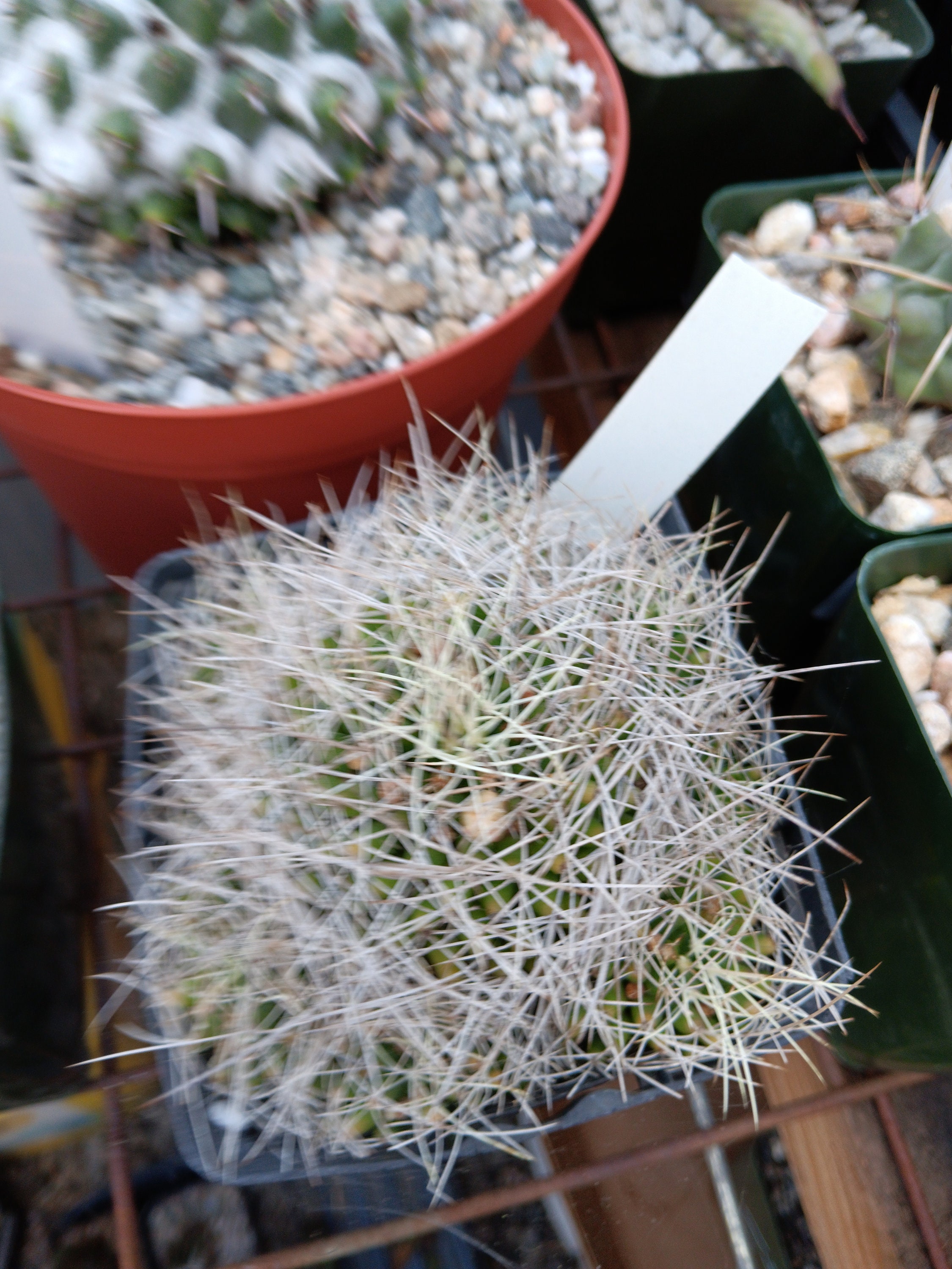 Mammillaria Decipiens Subs. Camptotricha Seeds 25 Count - Etsy Canada