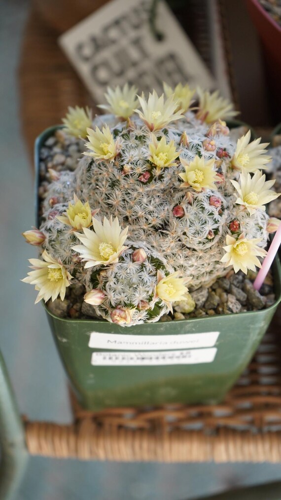 Mammillaria Crinita Subs. Duwei Seeds 25 Count - Etsy Israel