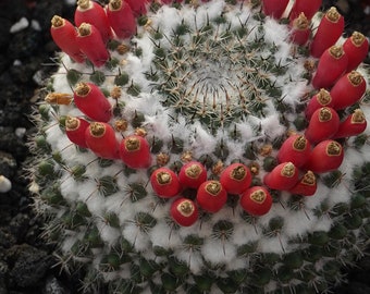 Mammillaria chionocephala seeds 25 count