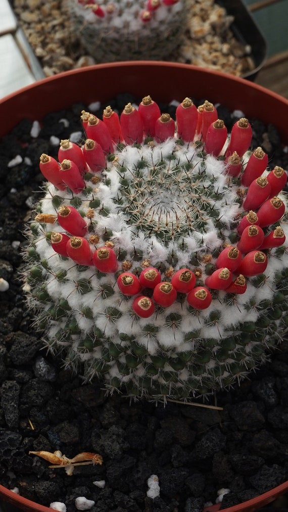 Mammillaria Chionocephala Seeds 25 Count - Etsy