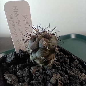 Copiapoa Dura - Etsy