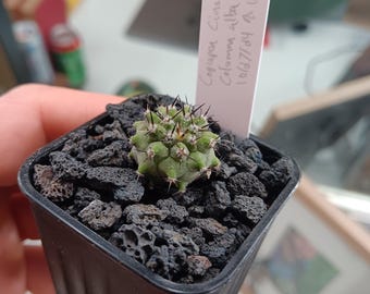 Copiapoa cinerea seedling KK624