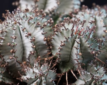 Euphorbia horrida var. Snowstorm