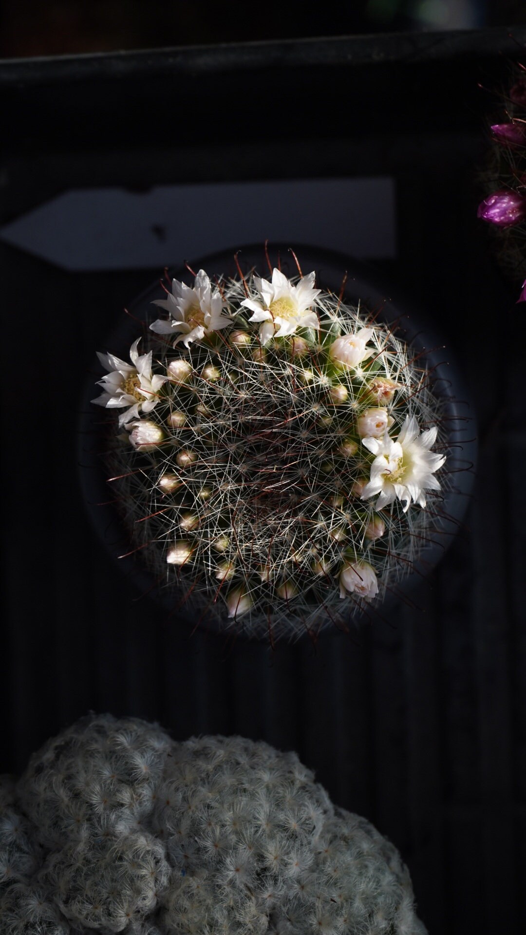 Mammillaria Zeilmanniana V Albiflora Seeds 25 Count - Etsy Canada