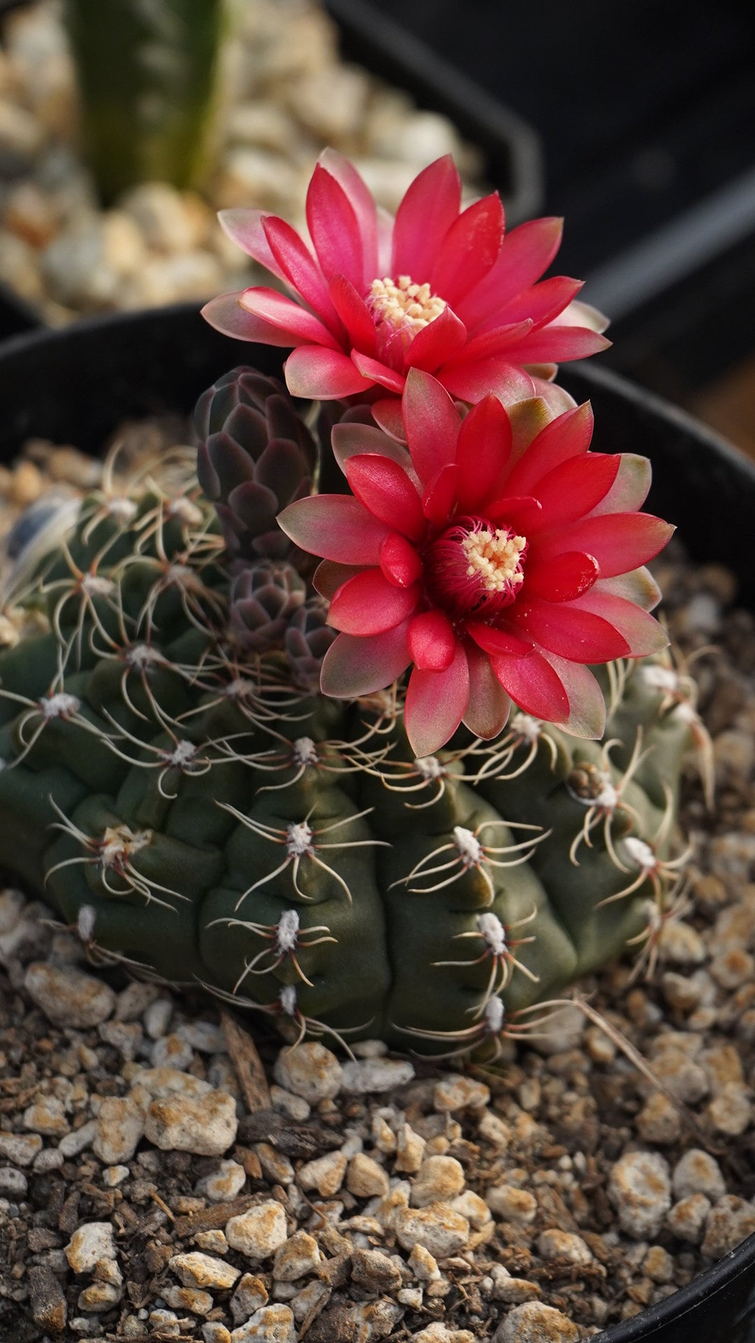 Gymnocalycium Baldianum Seeds 25 Count - Etsy Canada
