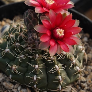 Gymnocalycium baldianum seeds 25 count