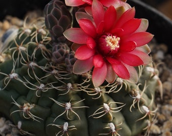 Gymnocalycium baldianum seeds 25 count