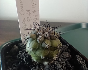 Copiapoa Cinerea Chilean Rare Cactus Live Rooted Plant (grafted