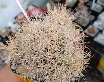 Mammillaria Decipiens Subs. Camptotricha Seeds 25 Count - Etsy
