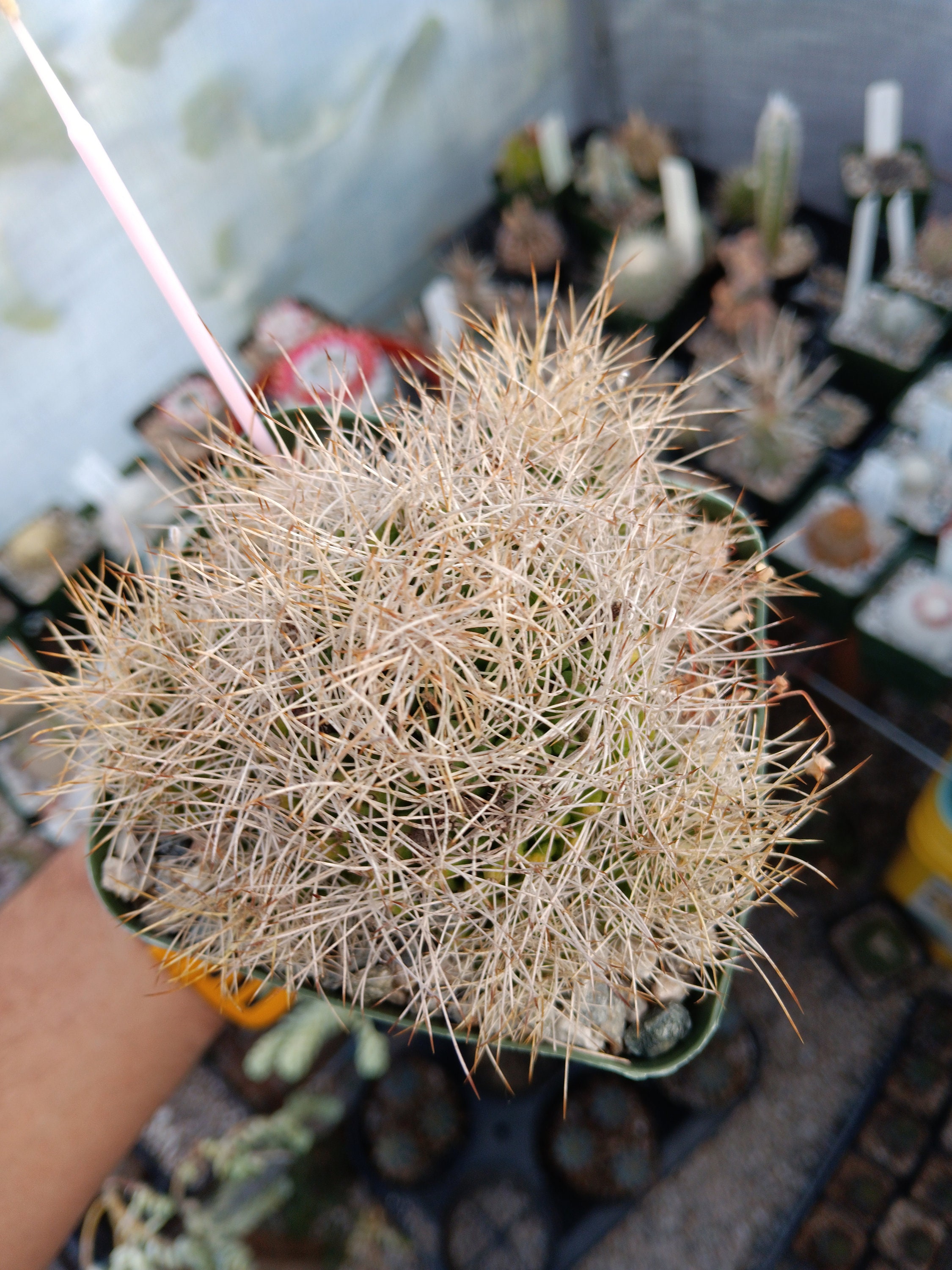 Mammillaria Decipiens Subs. Camptotricha Seeds 25 Count - Etsy