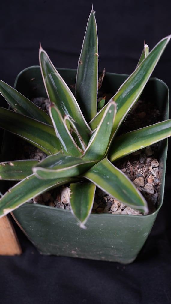 Agave Victoria-reginae Variegated - Etsy Agave Victoria-reginae Variegated - Etsy