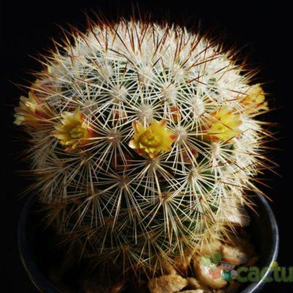 Mammillaria densispina seeds 25 count