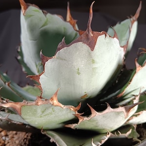 Agave Titanota Black and Blue
