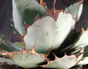 Black & Blue 'tiny Spine' Agave - Etsy