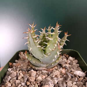 Aloe erinacea