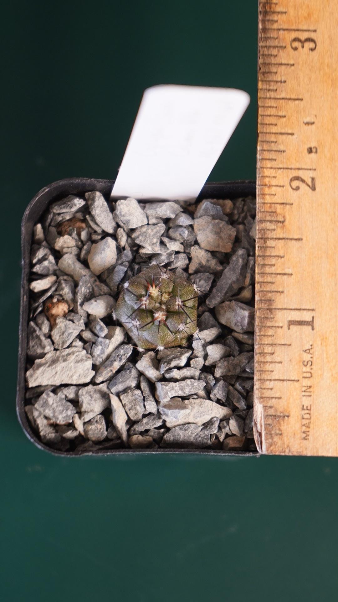 Copiapoa cinerea KK624 seedling