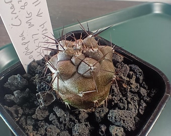 Copiapoa Cinerea Chilean Rare Cactus Live Rooted Plant (grafted