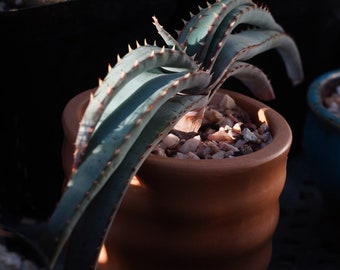 Aloe suprafolia