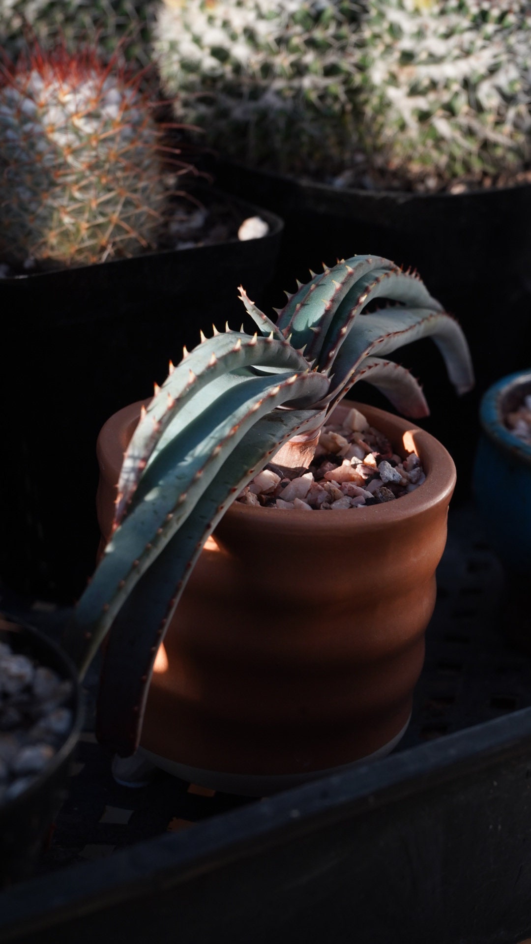 Spiral aloe plant - Etsy Polska