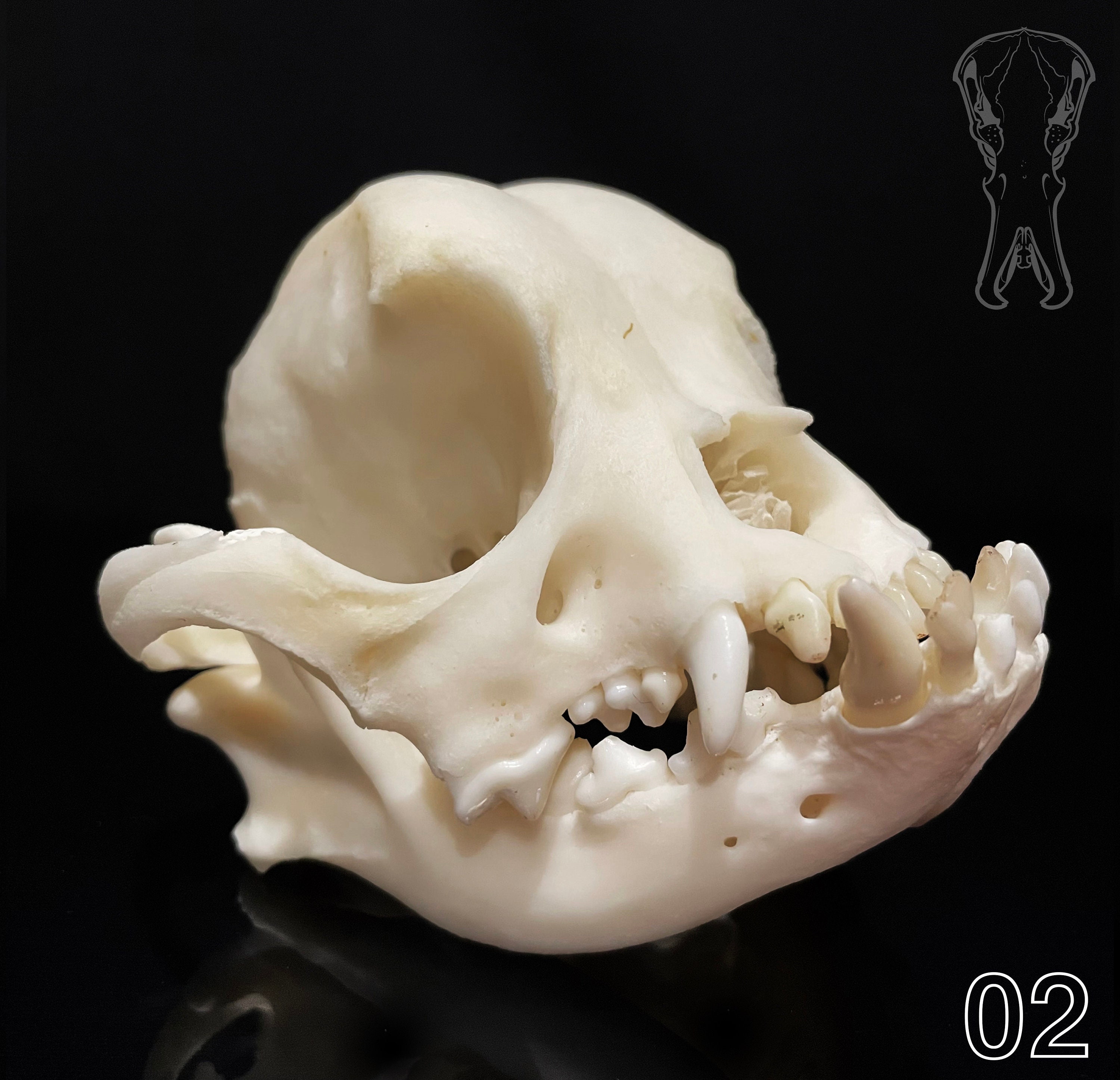 Bulldog skull online
