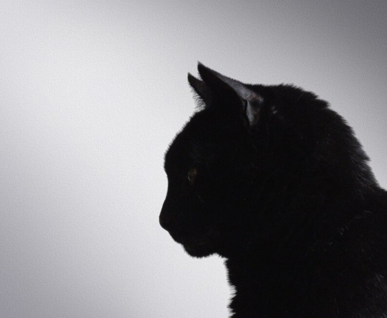 Black Cat Profile. Black Cat. Cat Print. Cat Portrait. Art Poster