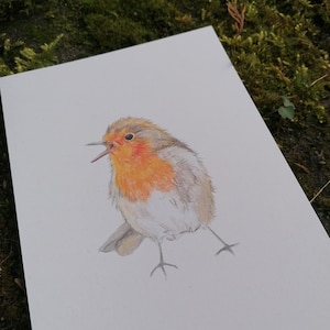 Robin art print