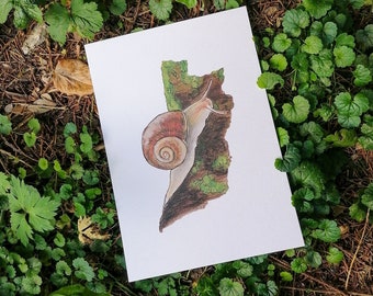 Maravilhosa impressão artística de caracol de vinhedo