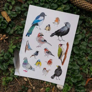 Stampa artistica di uccelli nativi