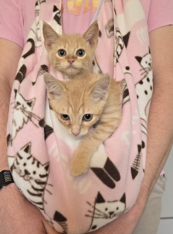 Senior Cat Clingy Rescue Cat Indoors Only] Kitkat And Eevee