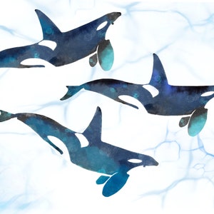 Killer Whales In Motion - Original Art Prints by Thomas Little