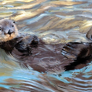 Sunrise Sea Otter - Original Art Prints by Thomas Little