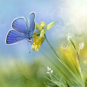 Farfalla blu fiore giallo - Stampe d'arte originali di Thomas Little