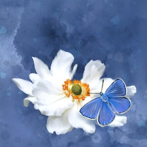 Farfalla blu fiore bianco - Stampe d'arte originali di Thomas Little