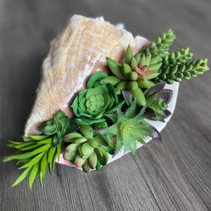 May include: A seashell planter filled with a variety of green succulents. The planter is made of a natural seashell with a light brown color.