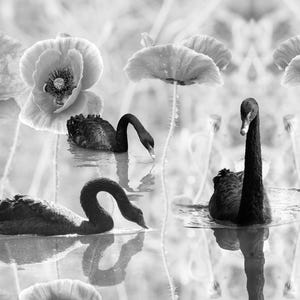 Pode incluir: Fotografia a preto e branco com vários cisnes negros a nadar na água. A imagem apresenta uma composição simétrica com elementos florais estilizados. O contraste entre os cisnes escuros e o fundo mais claro cria um efeito artístico.