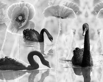 Fotografía artística de cisnes y amapolas: reflejo. Lámina decorativa botánica para pared.
