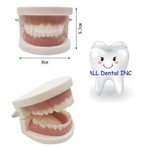 May include: A white plastic model of human teeth with a pink gum line. The model is 8 inches wide and 5.7 inches tall. The model is open and shows the teeth. The model is on a white background.  ALL Dental INC.