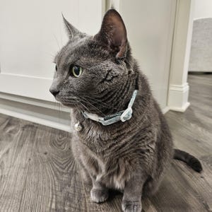 May include: A solid gray cat with short fur, pointed ears, and green eyes, wearing a light blue patterned collar with a small silver bell attached. The cat is sitting in a profile position, looking toward the left side of the frame.